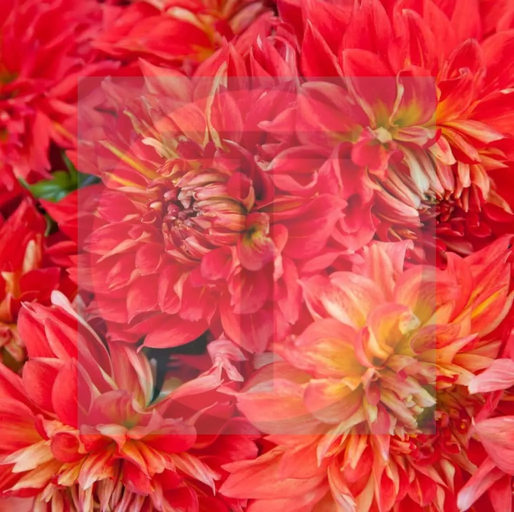 01.Divine-Dahlias-1-e15069575075