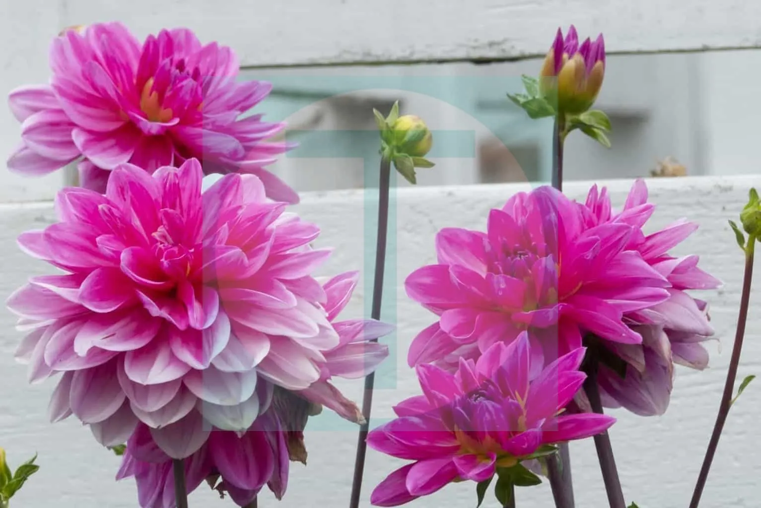 02.Dahlia