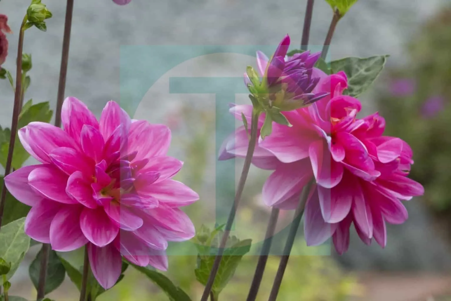 03.Dahlia