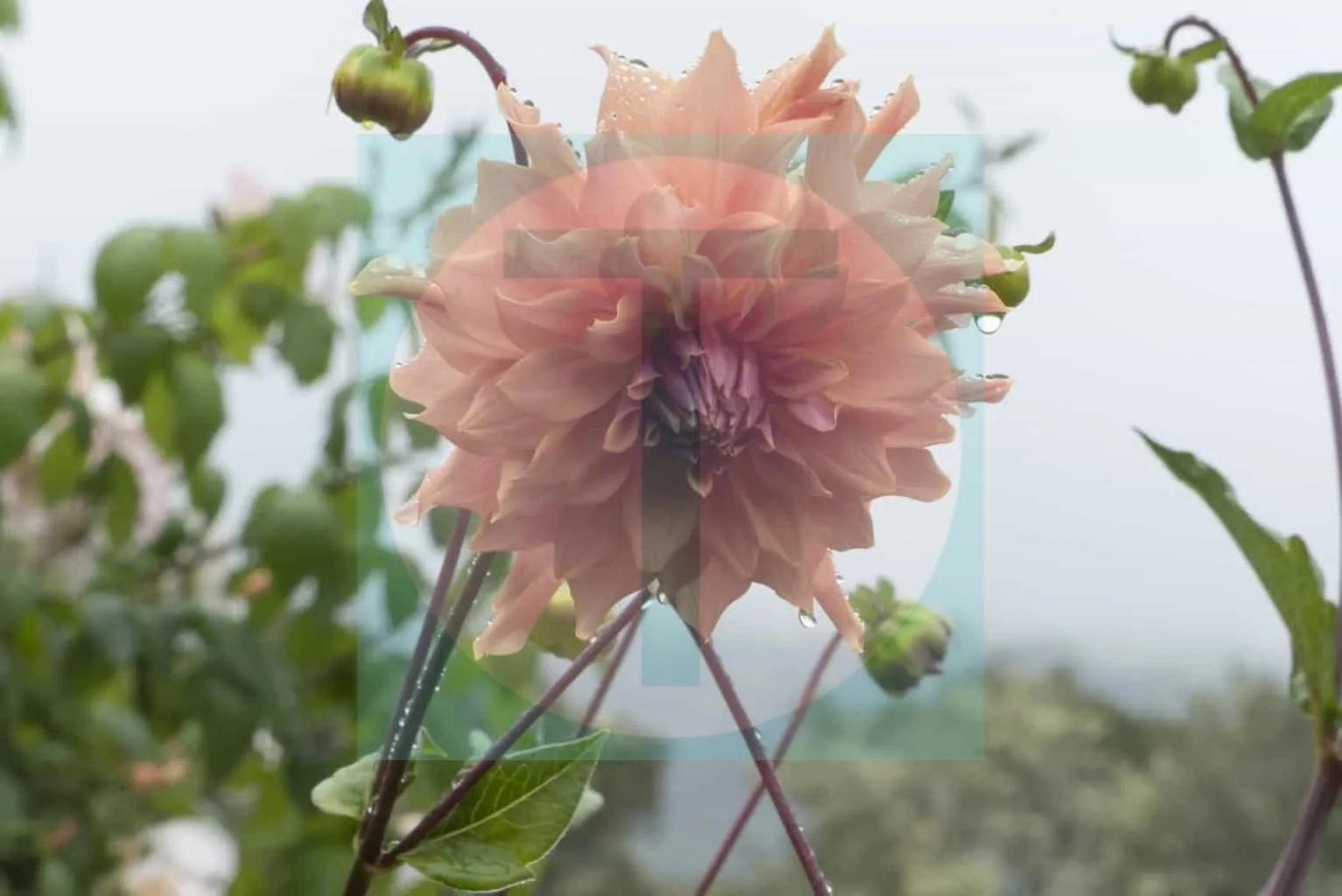 04.Dahlia
