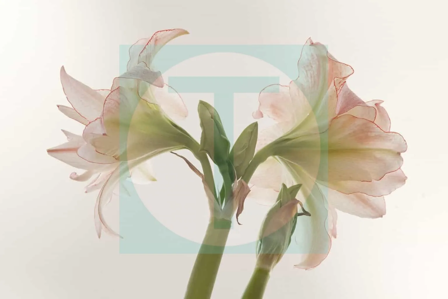 05.Amarylis-Aphrodite