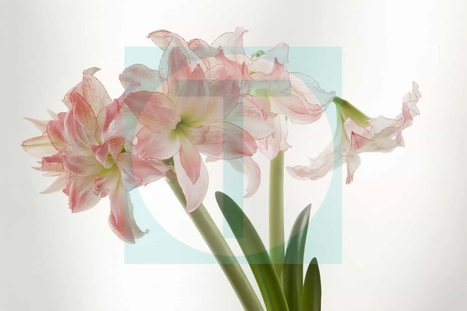 06.Amaryllis-Aphrodite