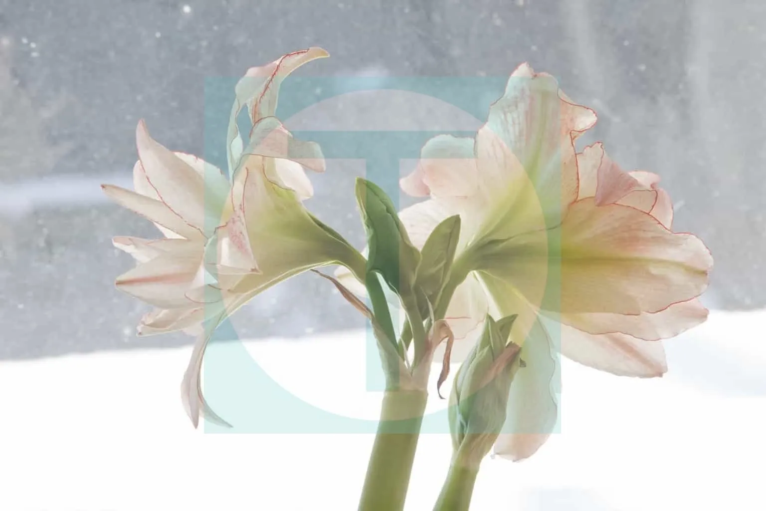 07.-Amaryllis-Aphrodite