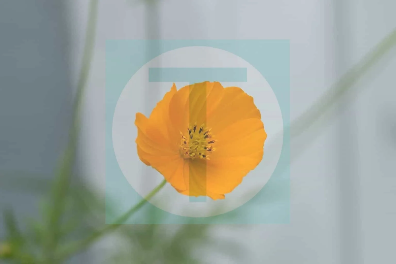 08.Wildflowers