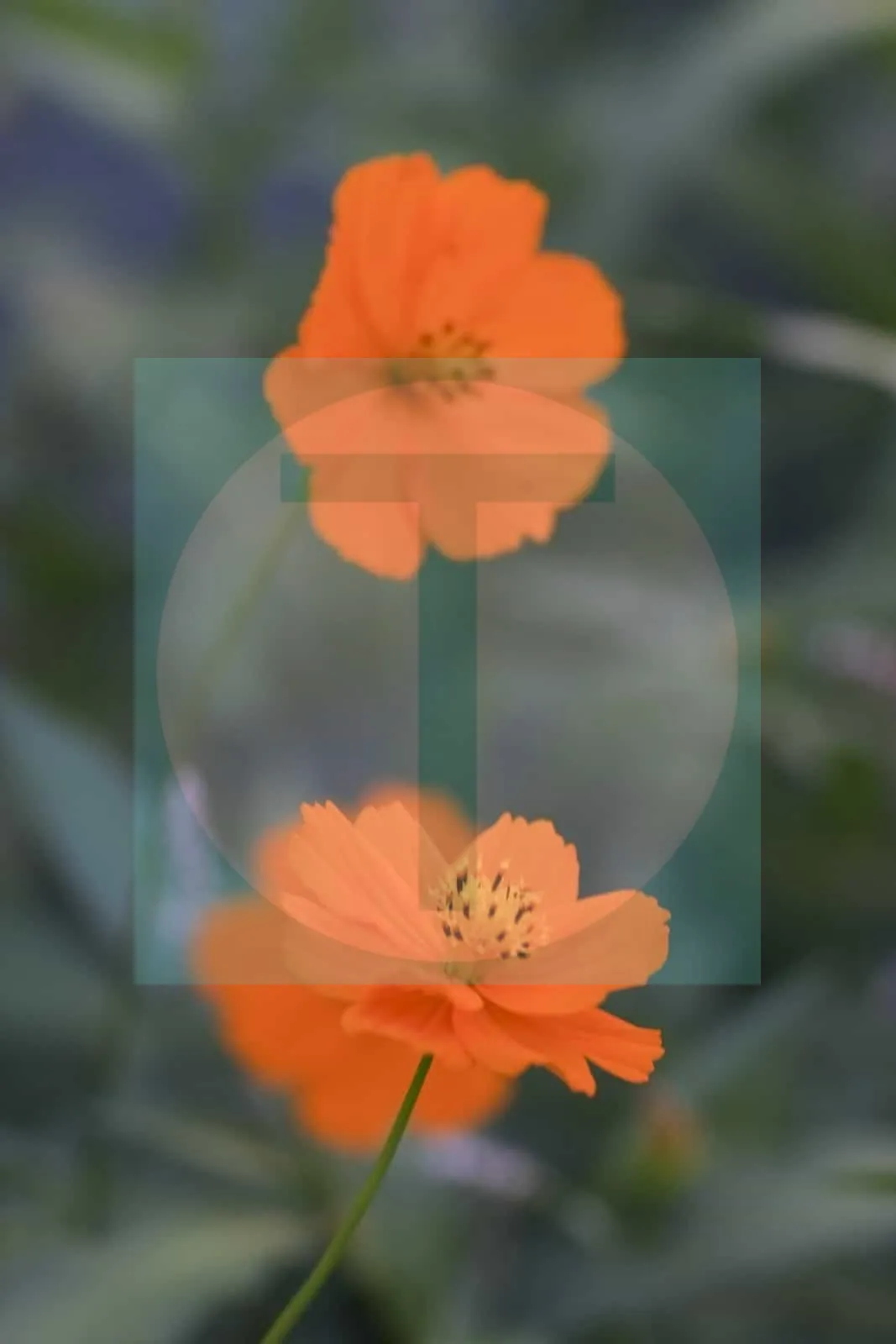 09.Wildflowers