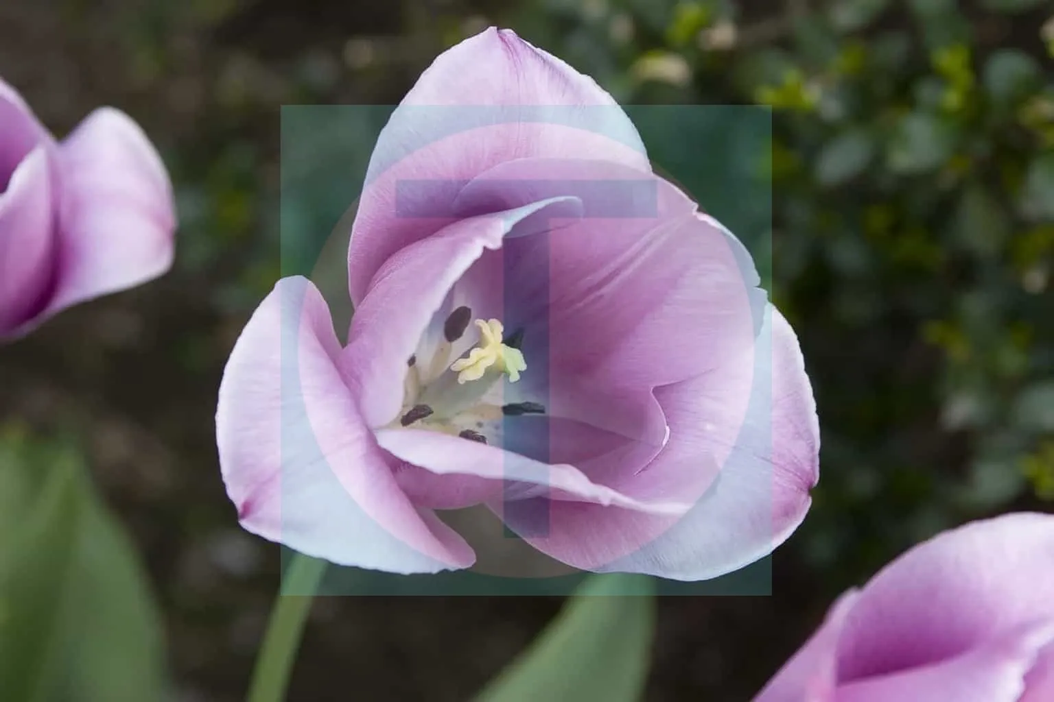 10.Tulips