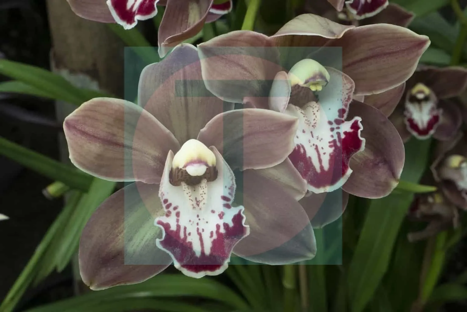 11.Orchids