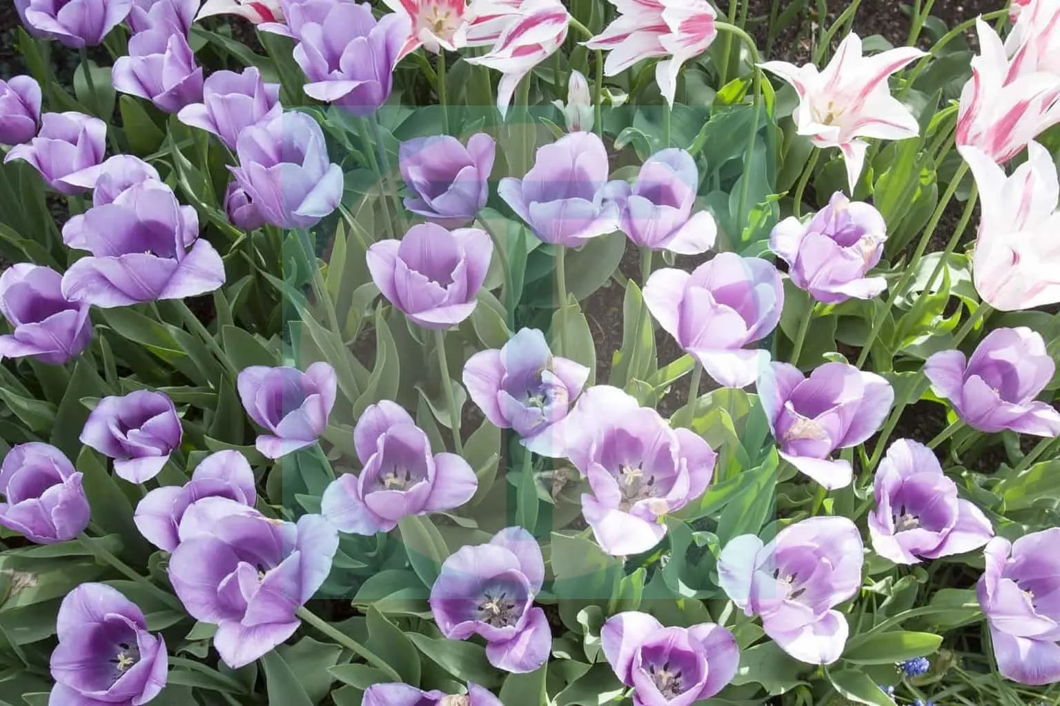 12.Tulips