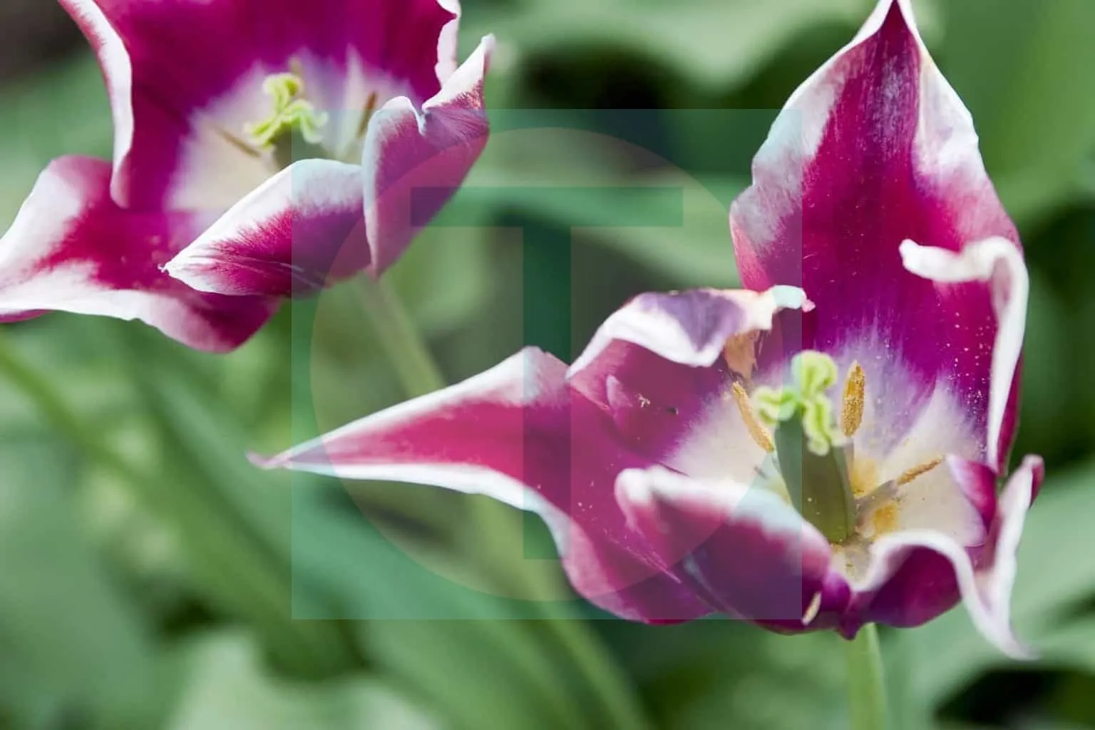13.Tulips