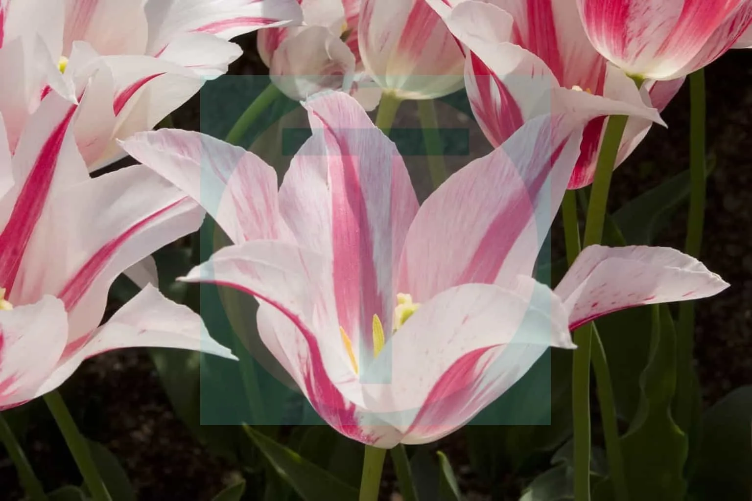 14.Tulips