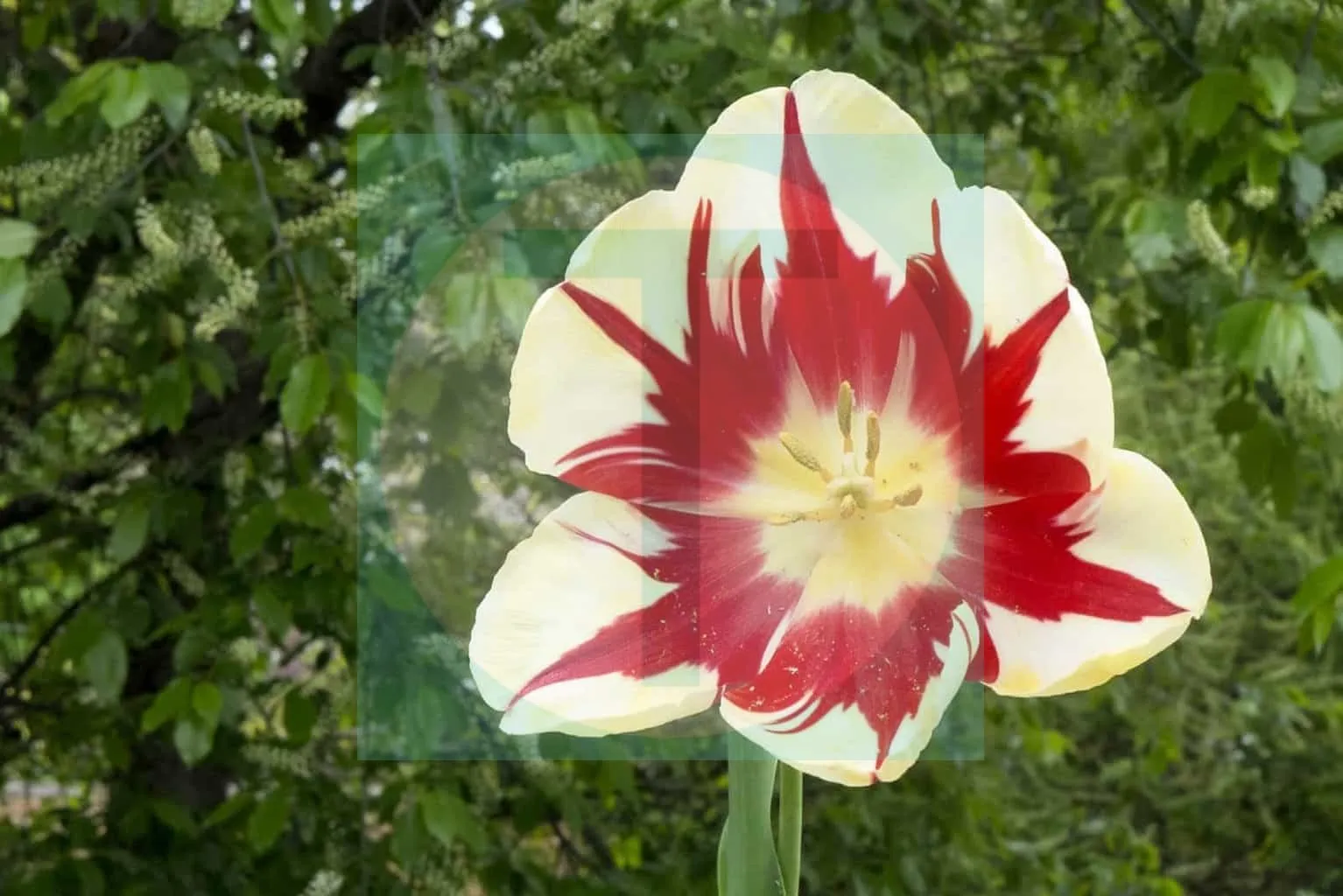 15.Tulips