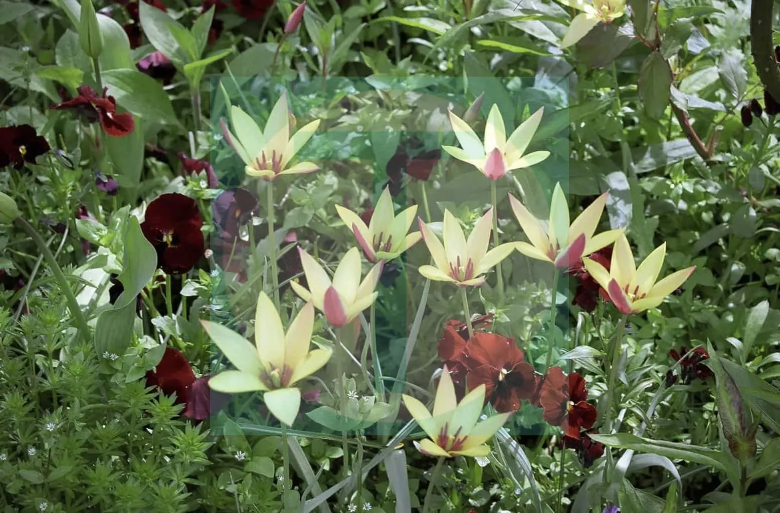 16.GiverneyTulips