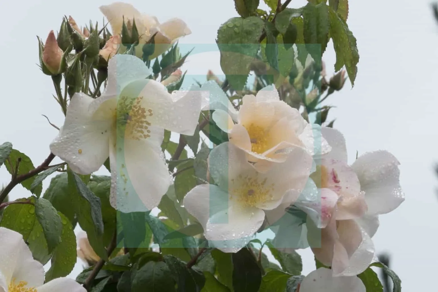 17.Roses