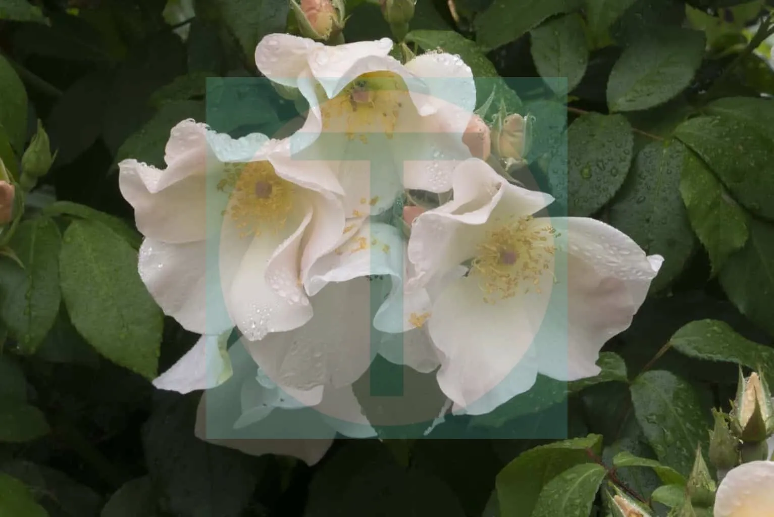18.Roses