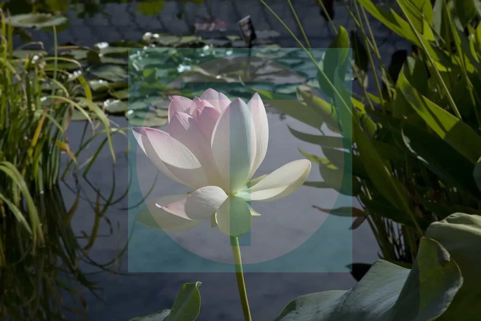 19.Water-Lily