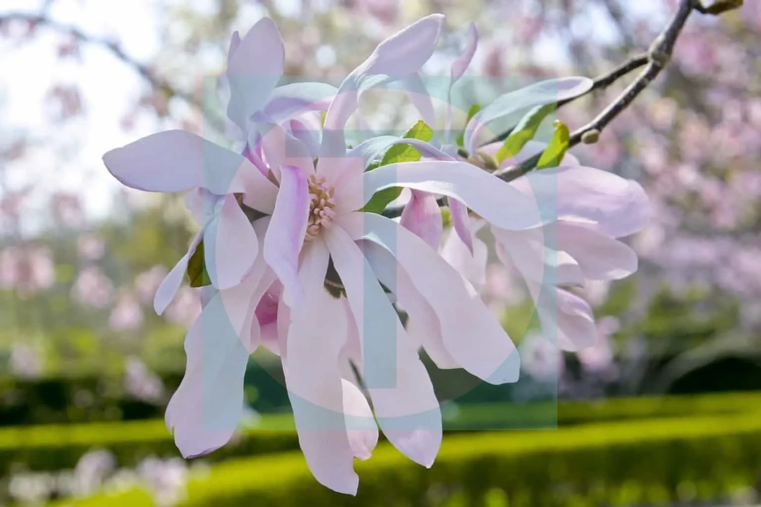 20.Magnolia