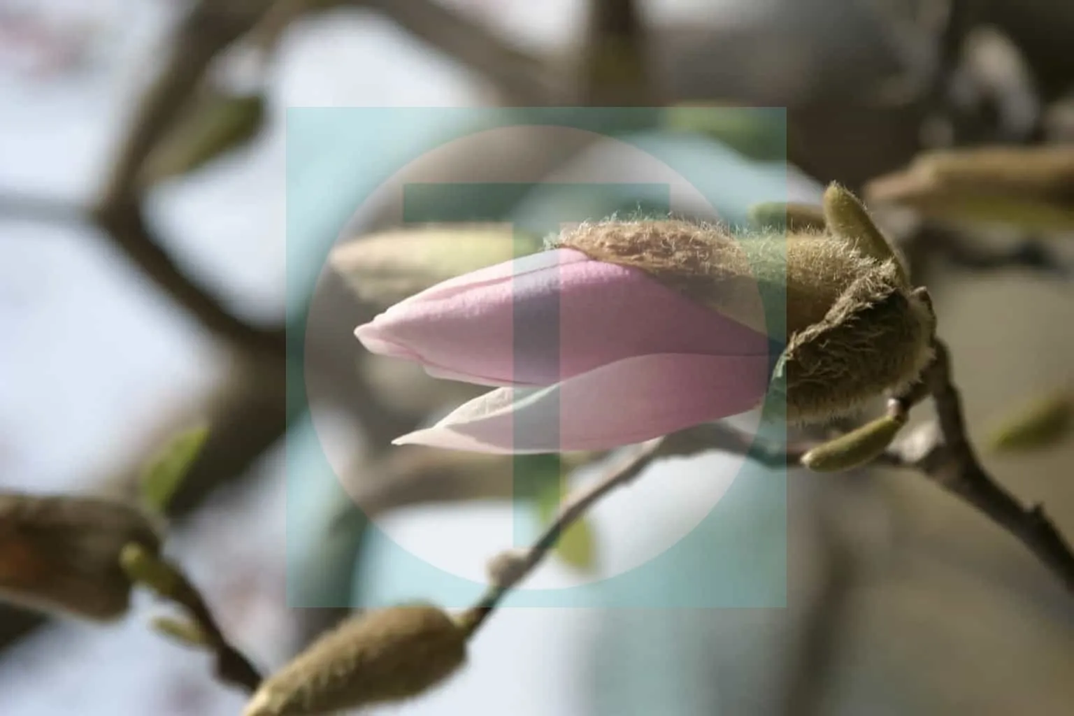 21.Magnolia