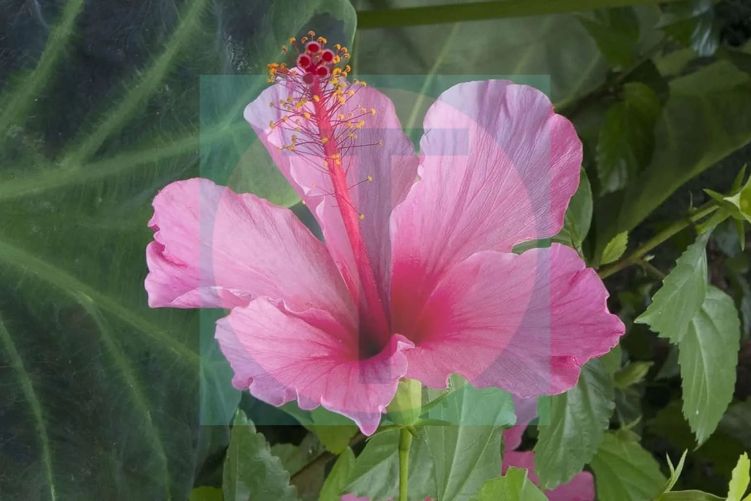 22.Hibiscus