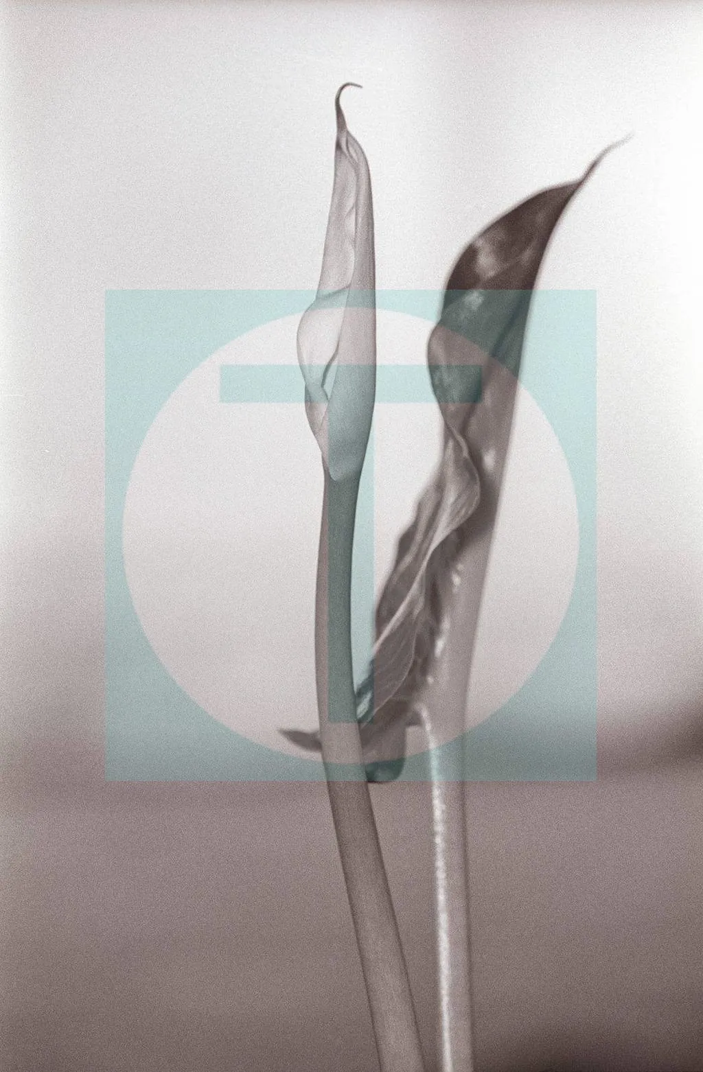 29.Calla-Lily