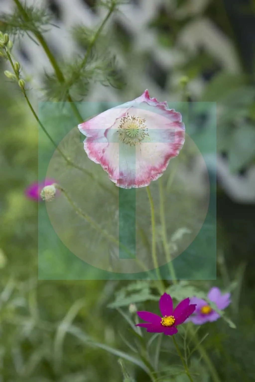 30.Wildflowers