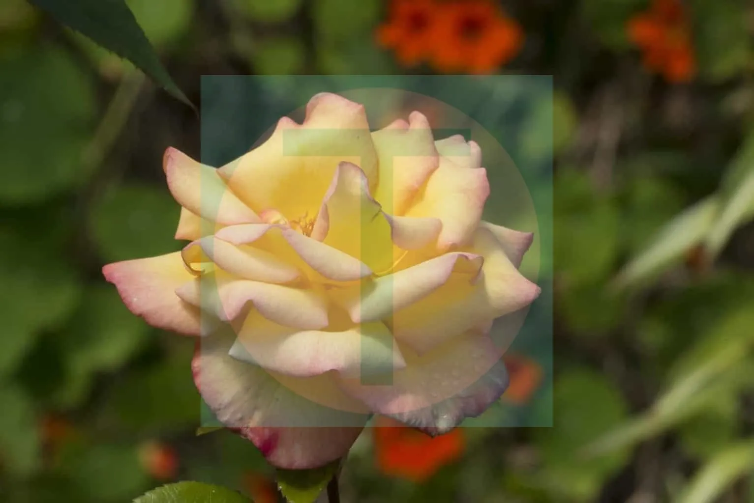 31.Rose