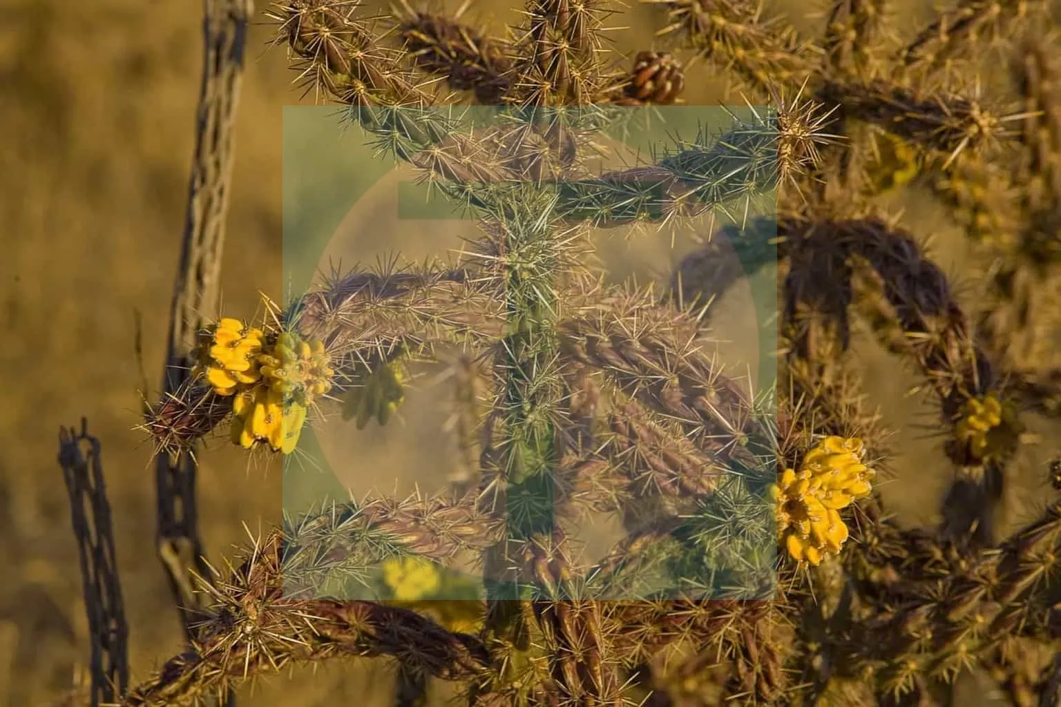 32.Desert-Blooms