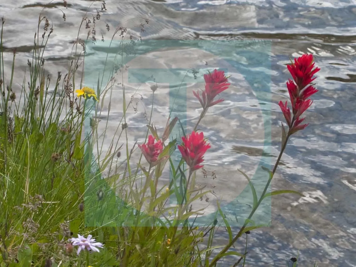 33.Wildflowers