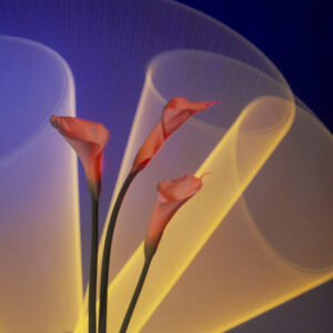 CALLA LILY LIGHT DRAWING