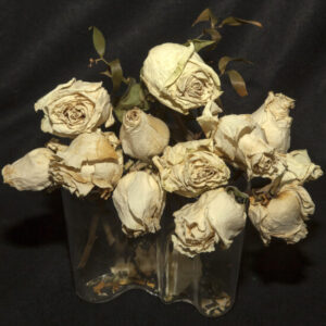 ELEGY DEAD ROSES